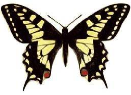 Vlinder 2 