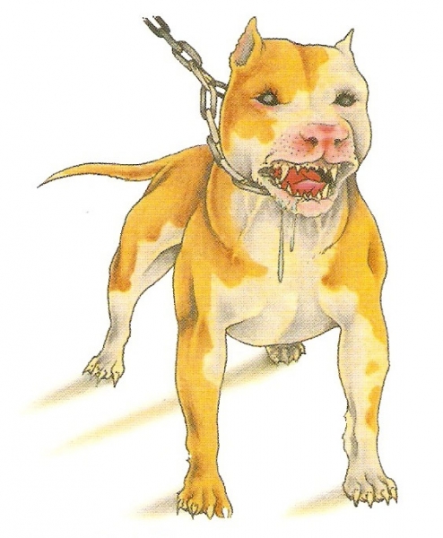 Pit Bull 1