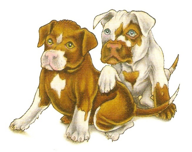 Pit Bull Puppy's