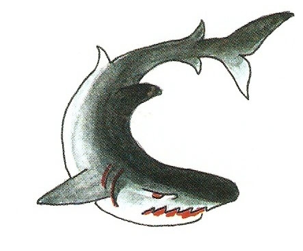 Witte Haai