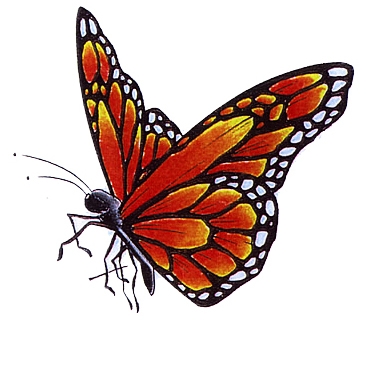Vlinder Oranje