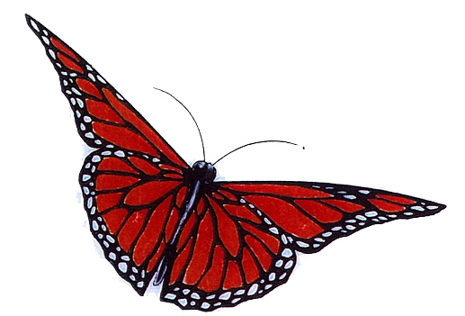 Vlinder Rood
