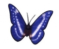  Vlinders tattoo voorbeeld Vlinder 1 