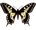  Vlinders tattoo voorbeeld Vlinder 2 