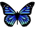  Vlinders tattoo voorbeeld Vlinder 3 