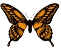  Vlinders tattoo voorbeeld Vlinder 4 