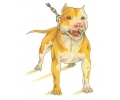  Honden tattoo voorbeeld Pit Bull 1